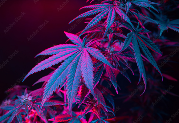 Weed in Paris
