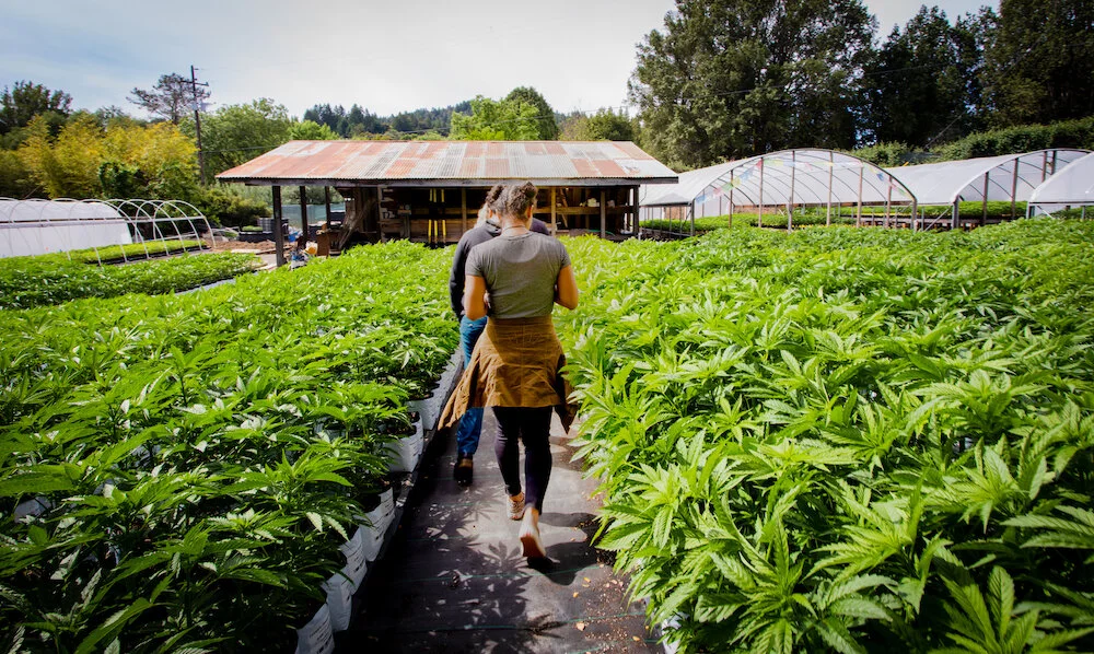 Weed in Sihanoukville