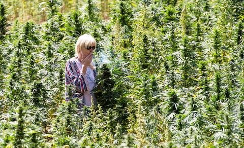Weed in Auckland