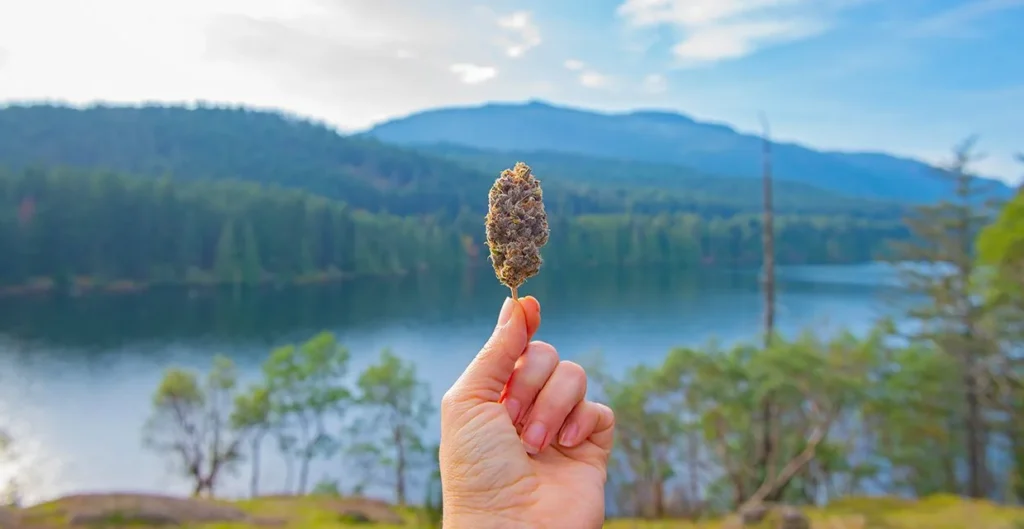 Weed in Vienna