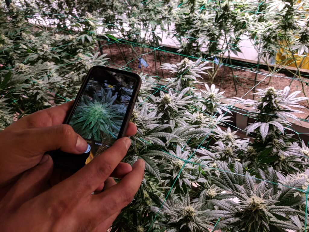 Weed in Sihanoukville