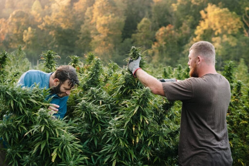 Weed in Dubrovnik