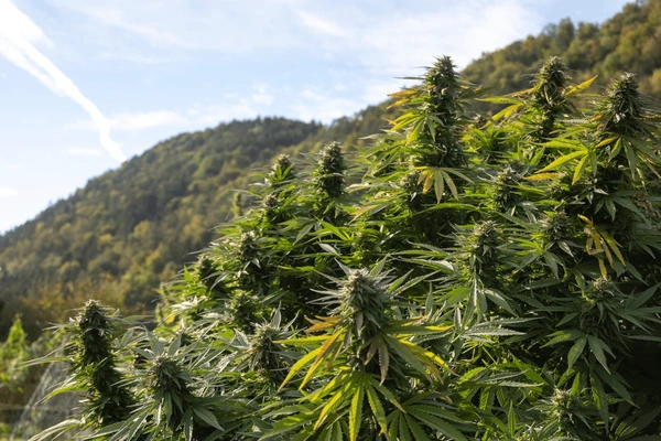 Weed in Nice