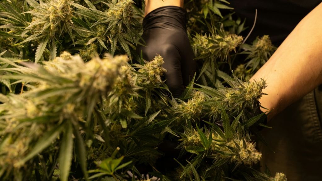Weed in Rome