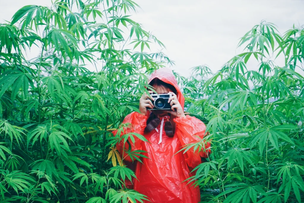 Weed in Auckland