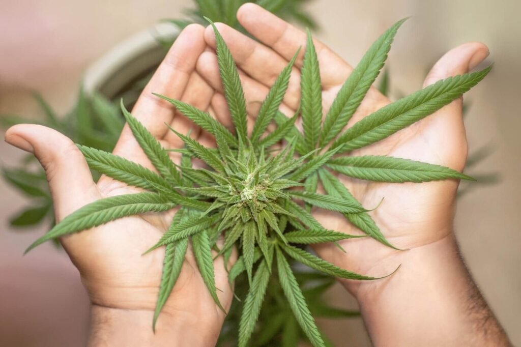 Weed in Magaluf