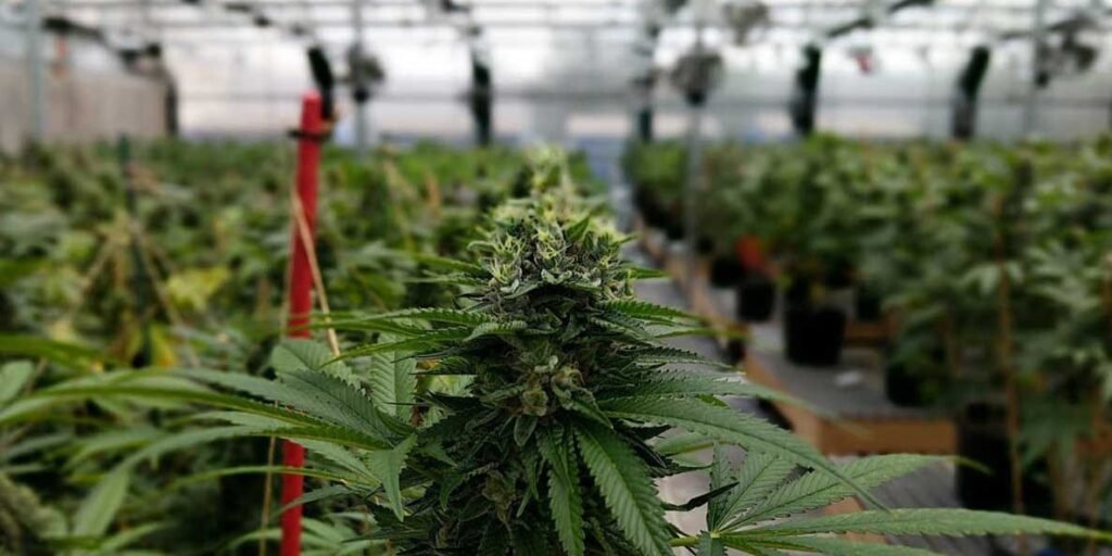 Weed in Naples
