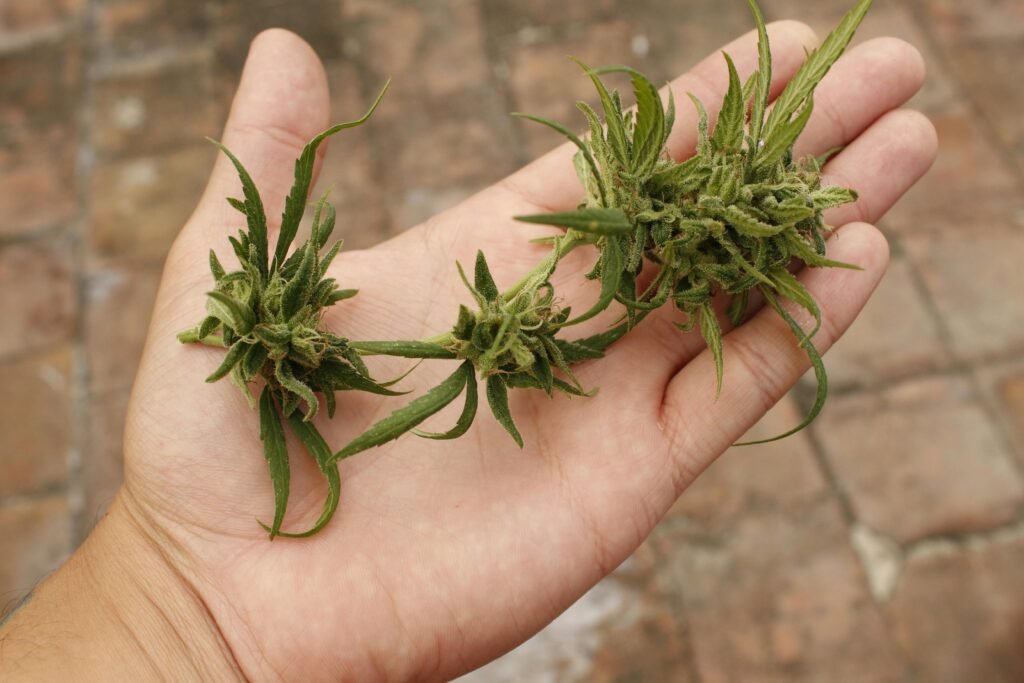 Weed in Bahrain